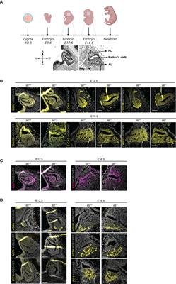 Interleukin-6 is dispensable in pituitary normal development and homeostasis but needed for pituitary stem cell activation following local injury